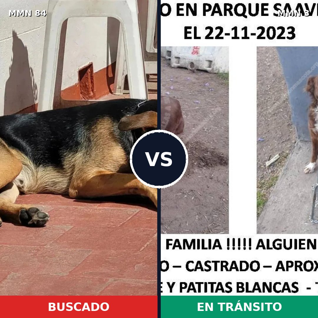 Comparativa MMS 2653: mascota perdida y mascota encontrada, 63% de similitud