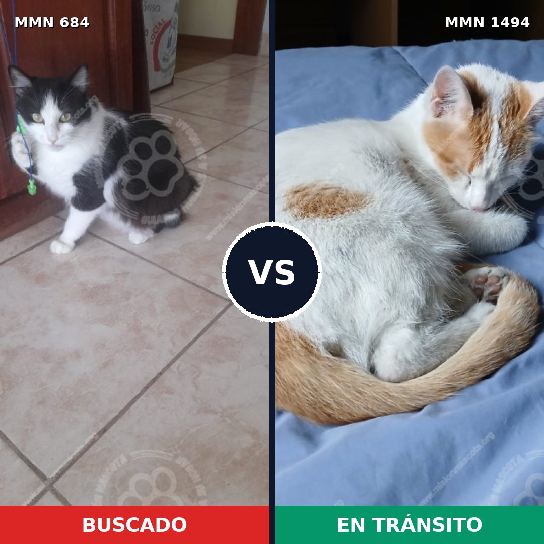 Comparativa MMS 26530: mascota perdida y mascota encontrada, 37% de similitud
