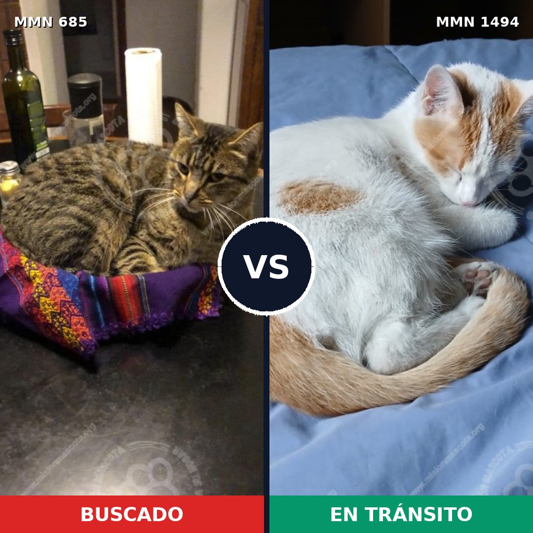 Comparativa MMS 26531: mascota perdida y mascota encontrada, 32% de similitud