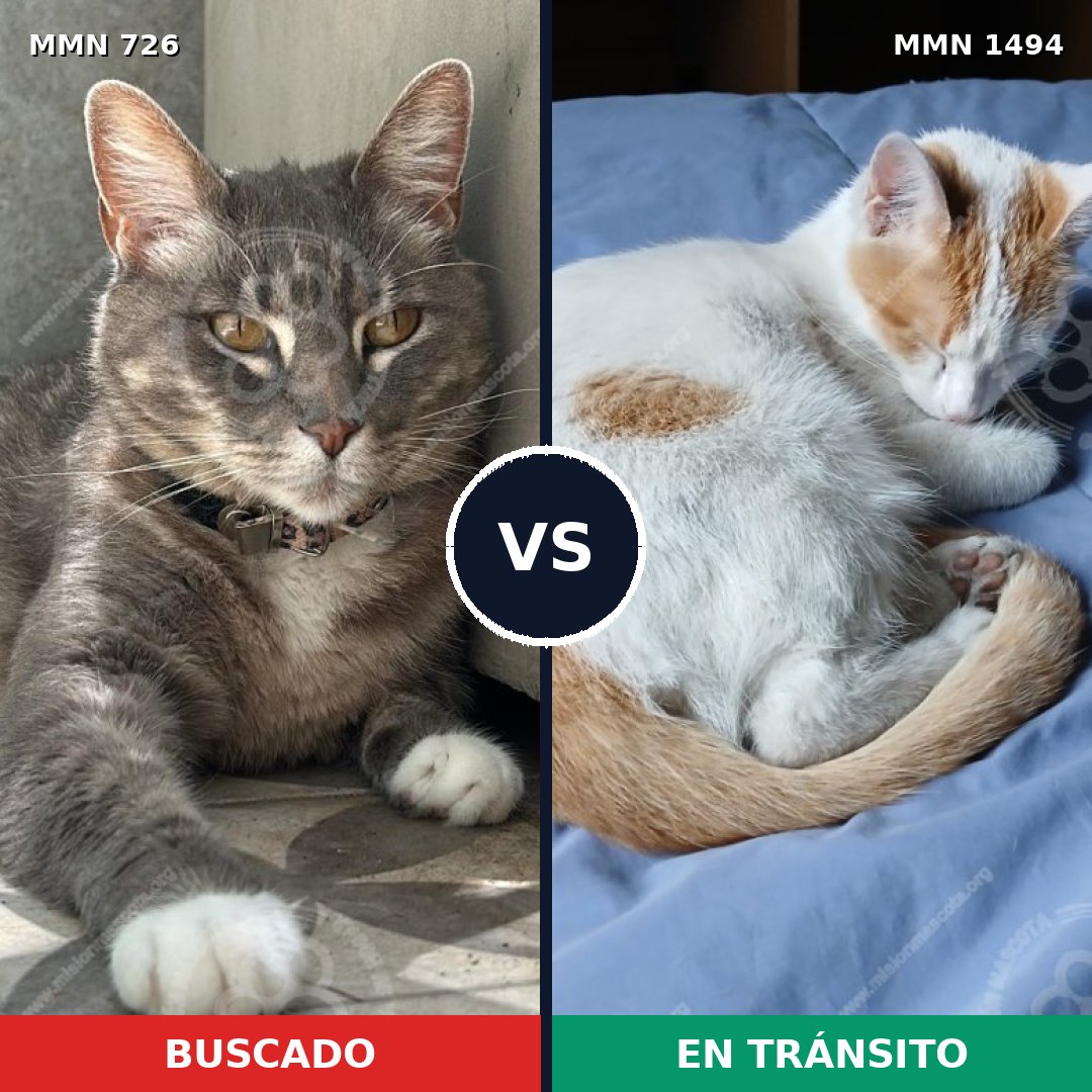 Comparativa MMS 26532: mascota perdida y mascota encontrada, 43% de similitud