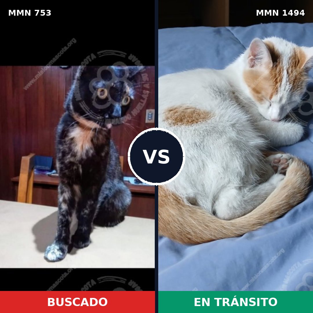 Comparativa MMS 26533: mascota perdida y mascota encontrada, 43% de similitud