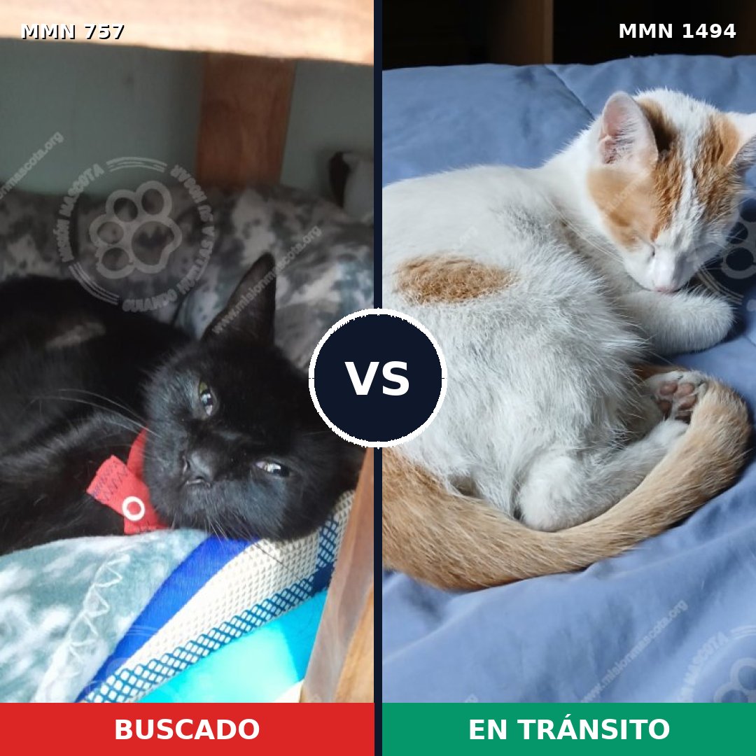 Comparativa MMS 26534: mascota perdida y mascota encontrada, 30% de similitud