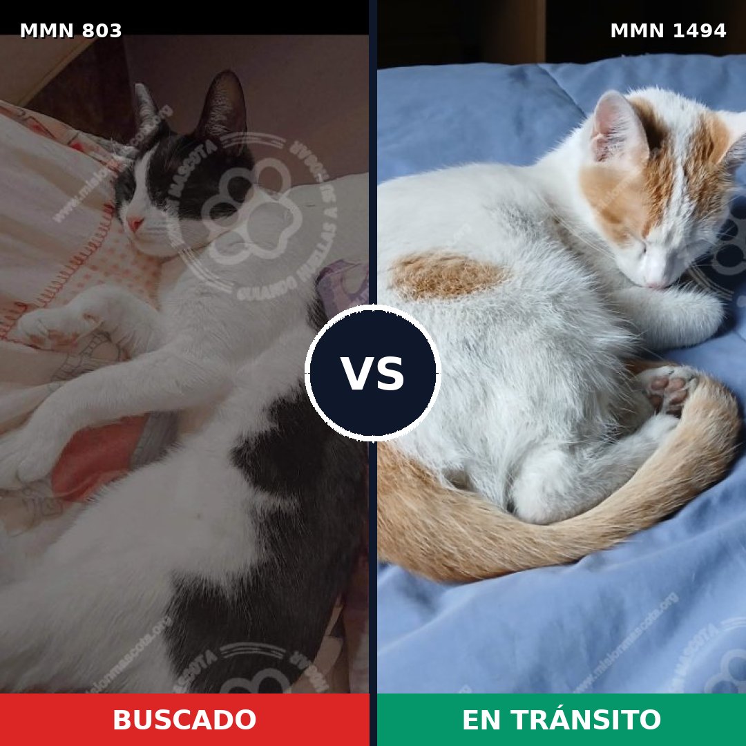 Comparativa MMS 26535: mascota perdida y mascota encontrada, 48% de similitud