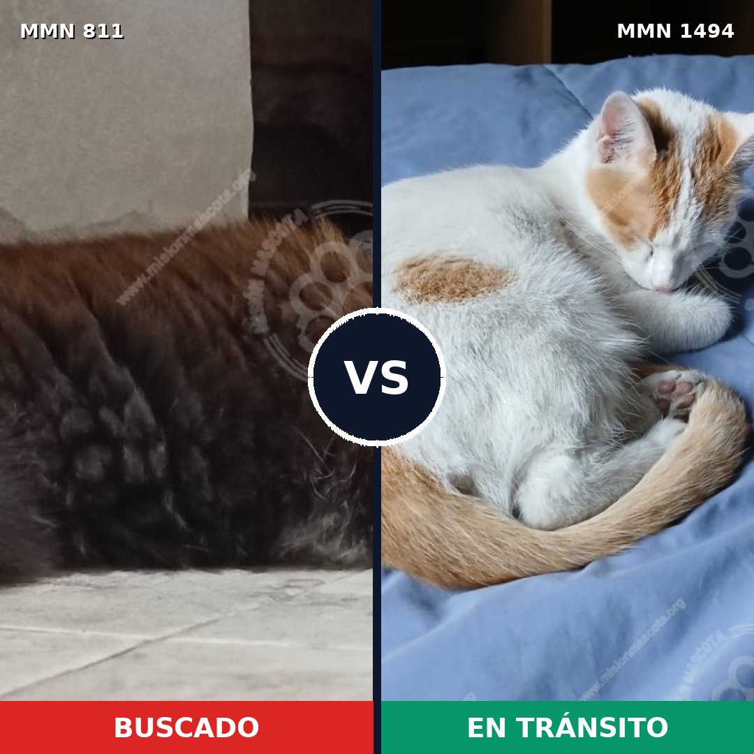 Comparativa MMS 26536: mascota perdida y mascota encontrada, 33% de similitud