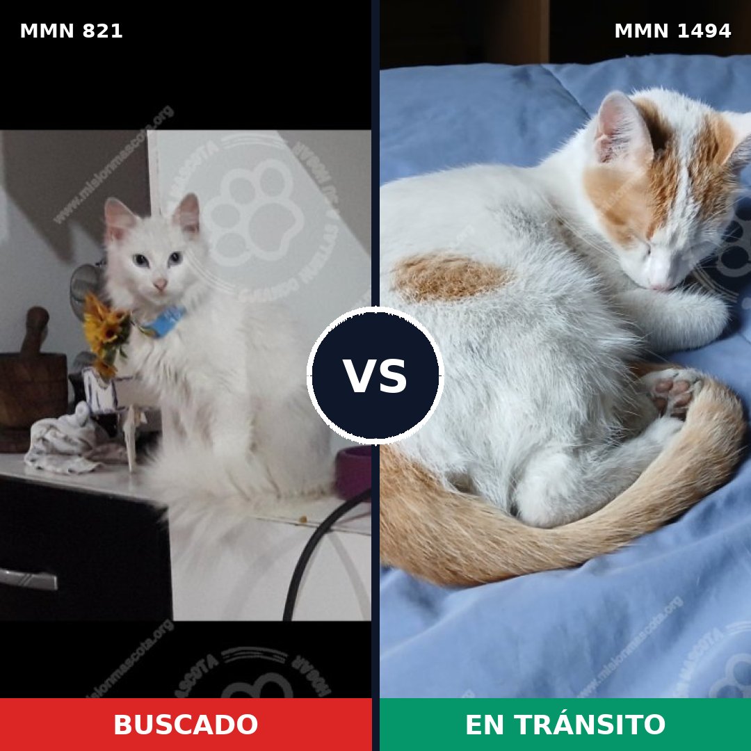 Comparativa MMS 26537: mascota perdida y mascota encontrada, 50% de similitud