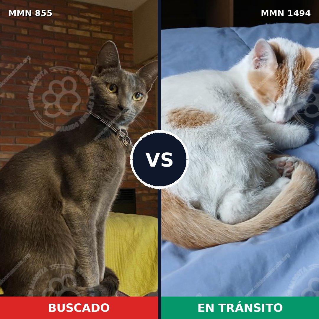 Comparativa MMS 26538: mascota perdida y mascota encontrada, 48% de similitud