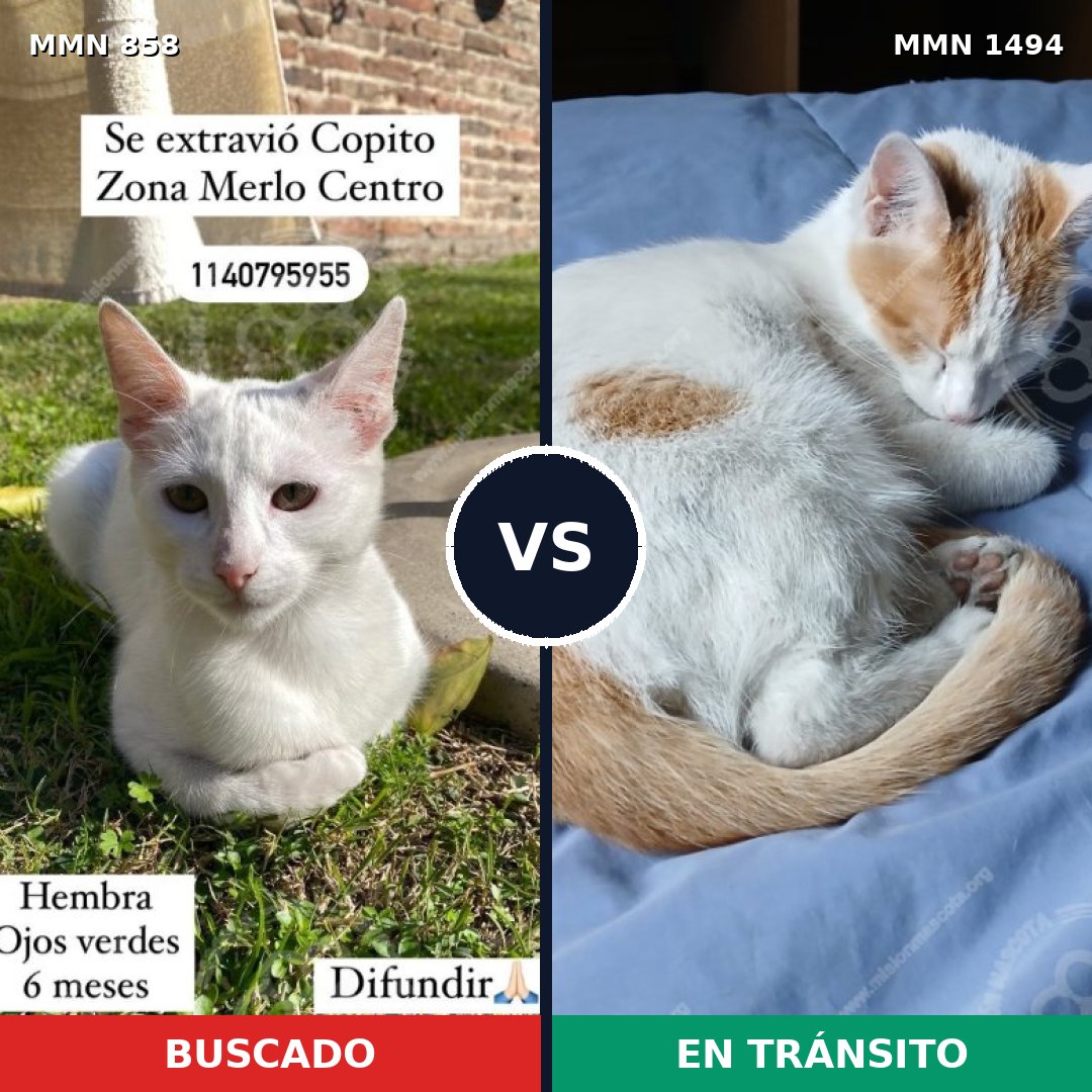 Comparativa MMS 26539: mascota perdida y mascota encontrada, 39% de similitud