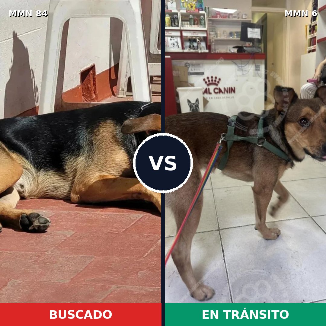 Comparativa MMS 2654: mascota perdida y mascota encontrada, 59% de similitud