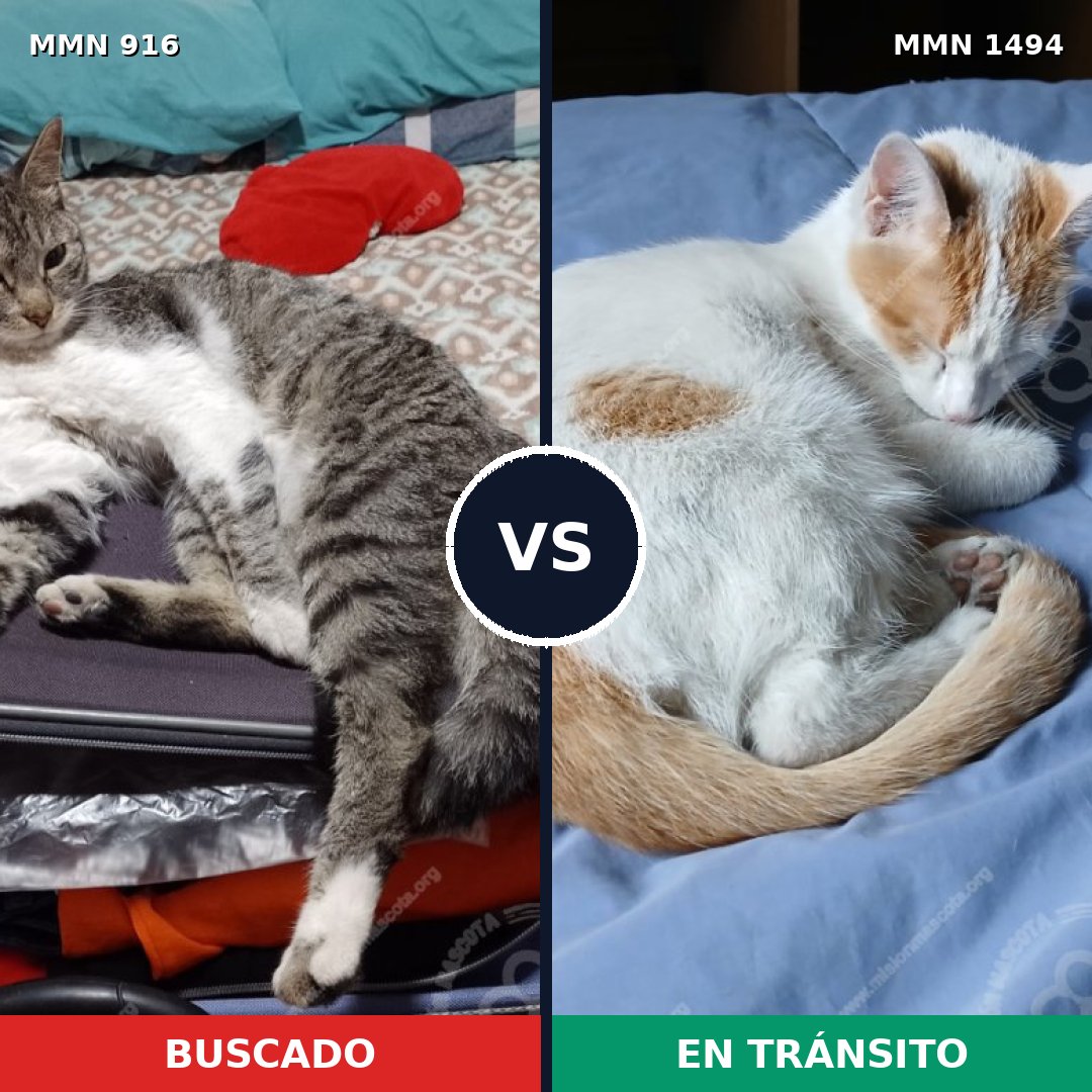Comparativa MMS 26540: mascota perdida y mascota encontrada, 36% de similitud