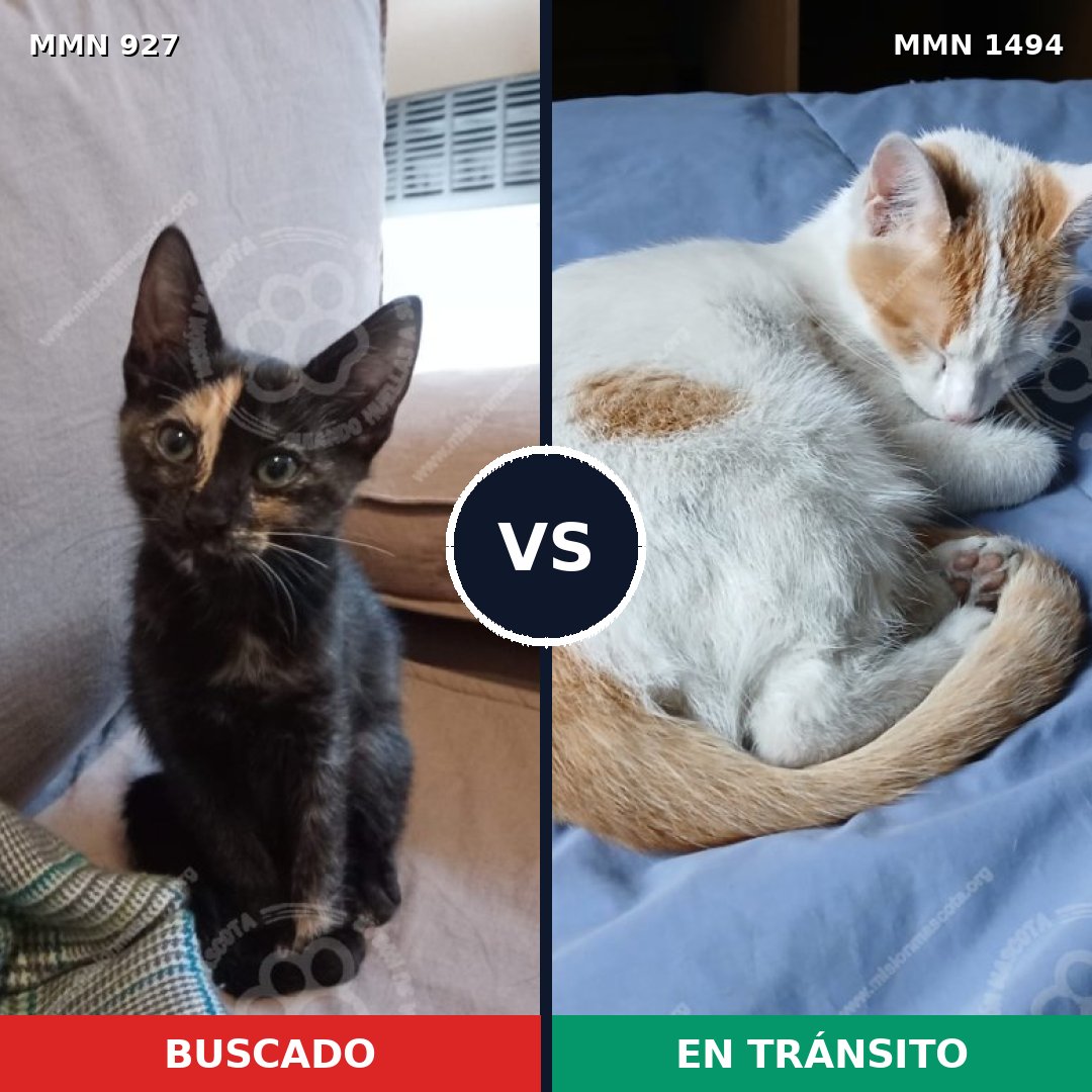 Comparativa MMS 26541: mascota perdida y mascota encontrada, 45% de similitud