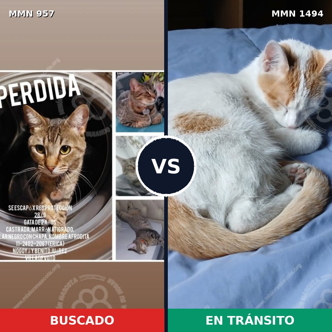 Comparativa MMS 26542: mascota perdida y mascota encontrada, 42% de similitud