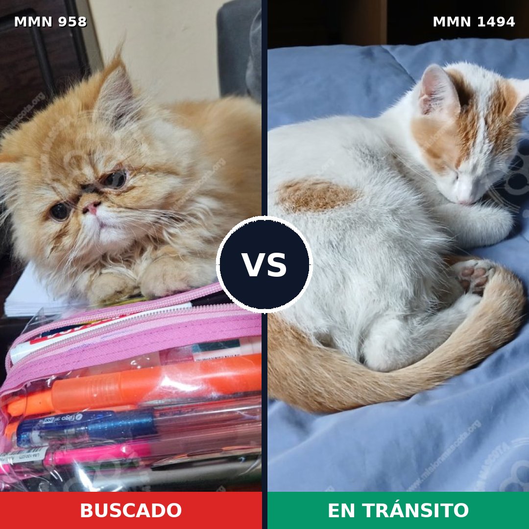 Comparativa MMS 26543: mascota perdida y mascota encontrada, 41% de similitud