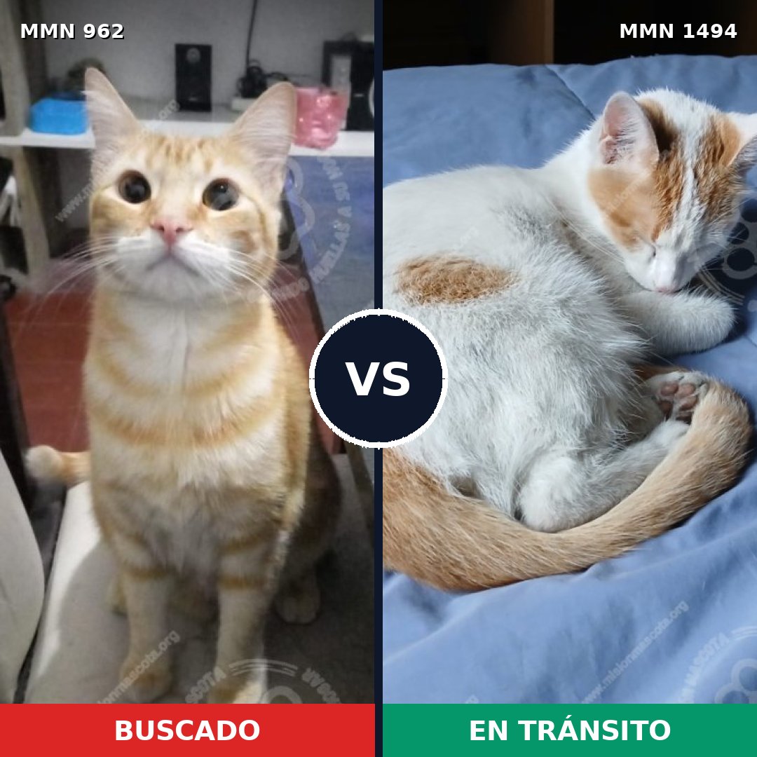 Comparativa MMS 26544: mascota perdida y mascota encontrada, 38% de similitud