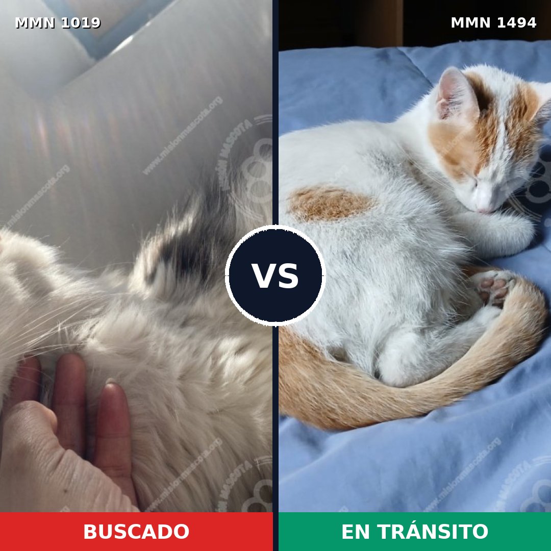 Comparativa MMS 26545: mascota perdida y mascota encontrada, 46% de similitud