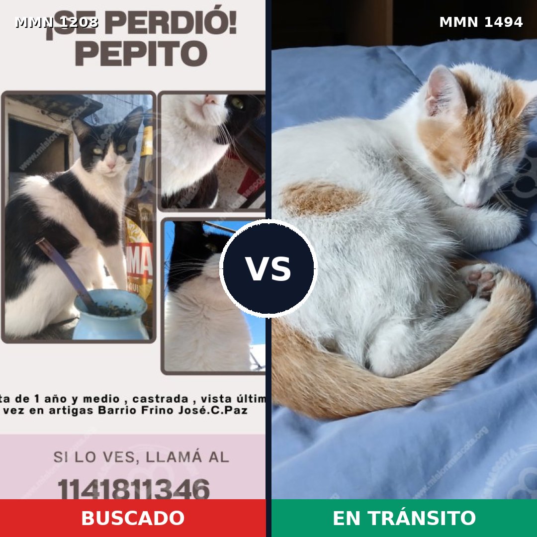 Comparativa MMS 26546: mascota perdida y mascota encontrada, 52% de similitud