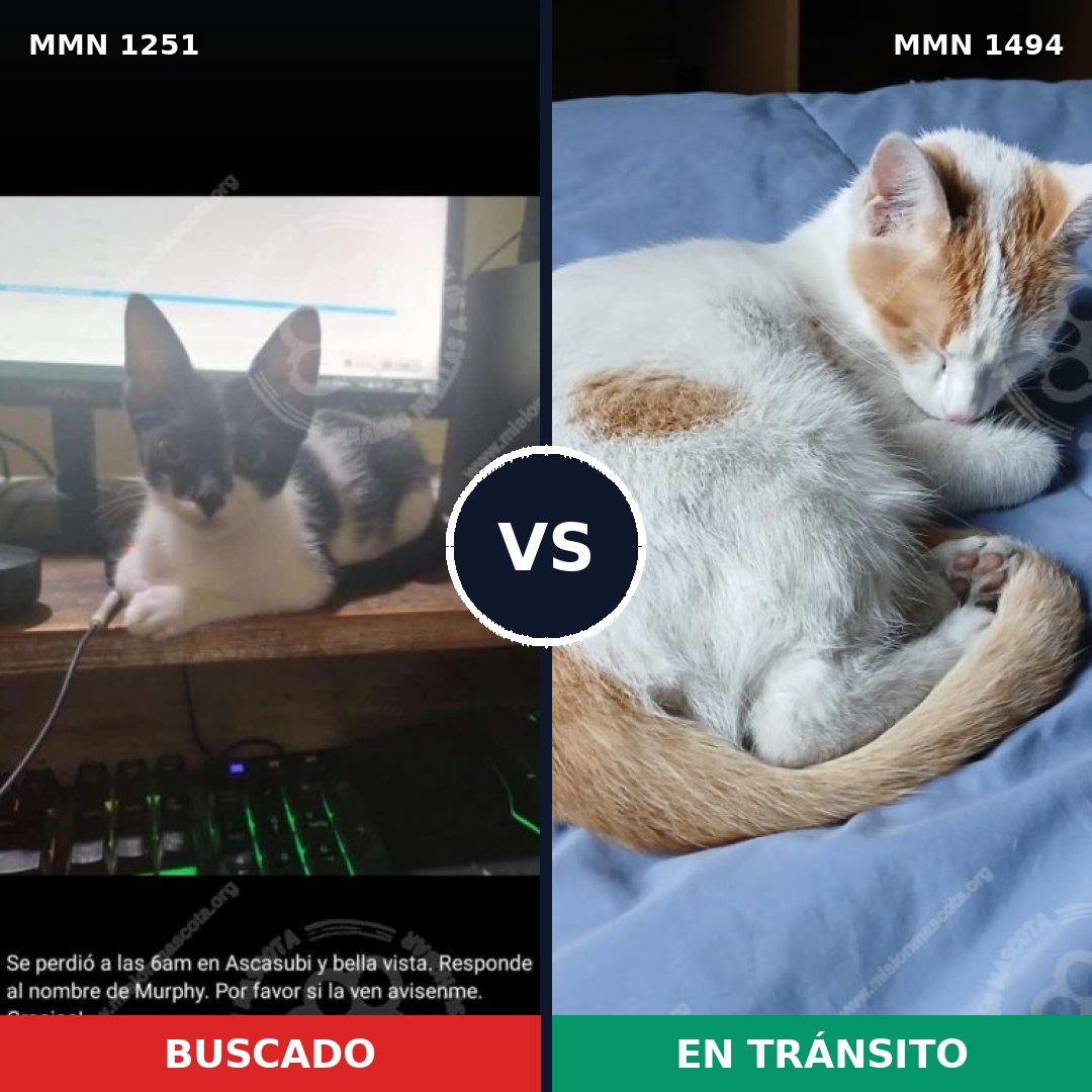 Comparativa MMS 26547: mascota perdida y mascota encontrada, 61% de similitud