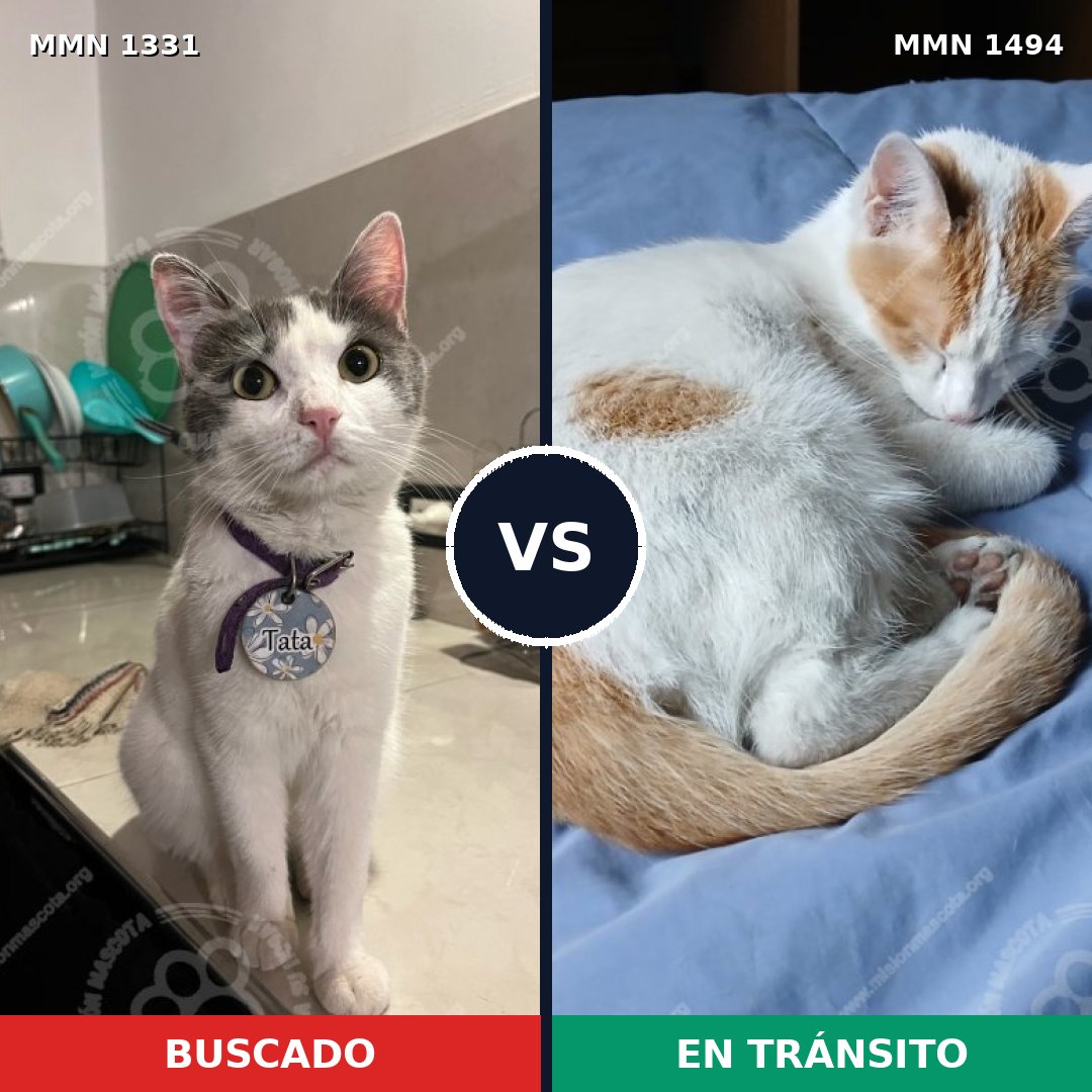 Comparativa MMS 26549: mascota perdida y mascota encontrada, 76% de similitud