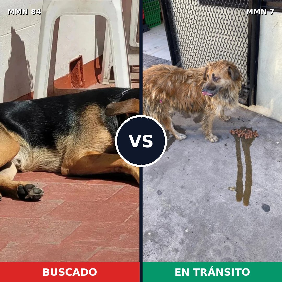 Comparativa MMS 2655: mascota perdida y mascota encontrada, 75% de similitud