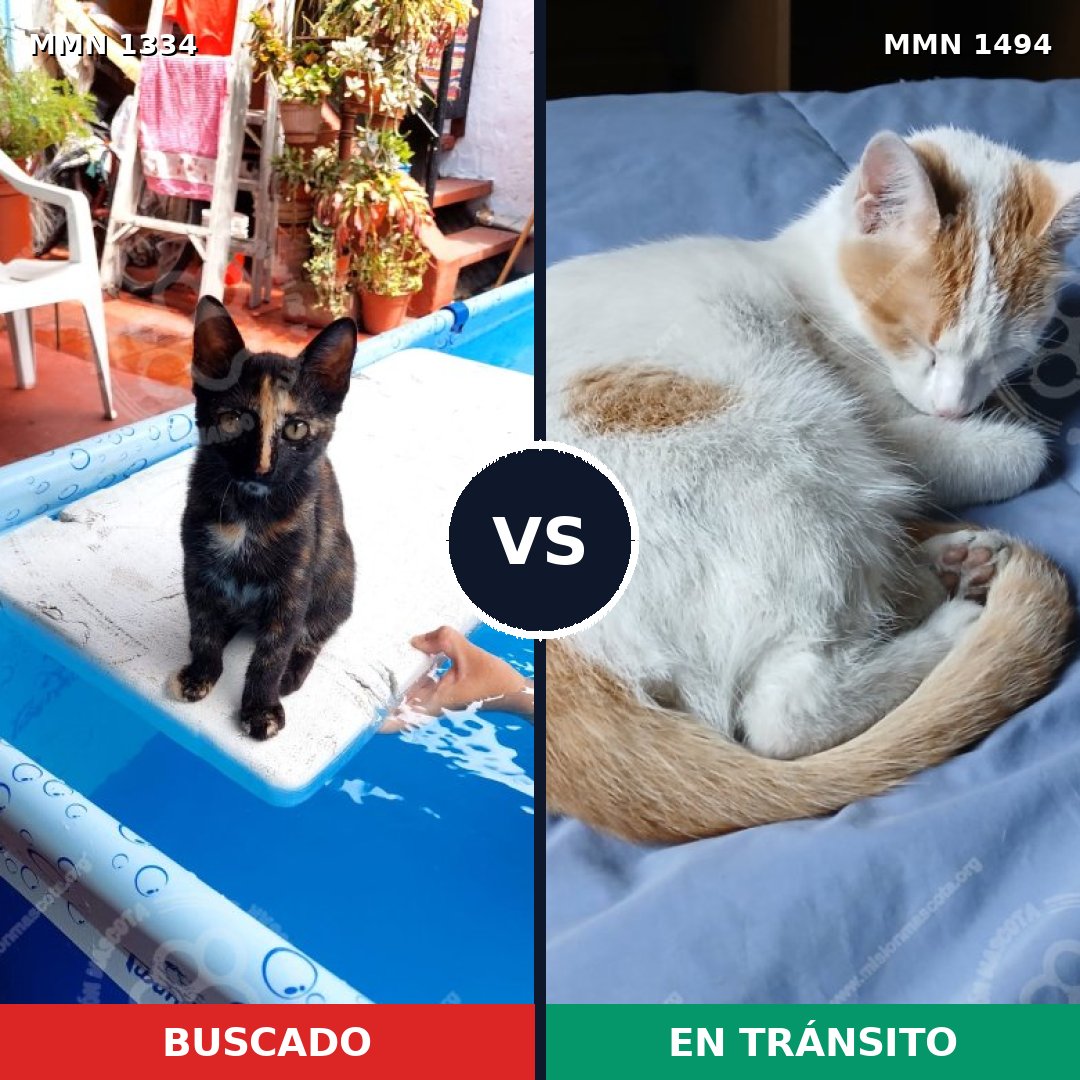 Comparativa MMS 26550: mascota perdida y mascota encontrada, 56% de similitud