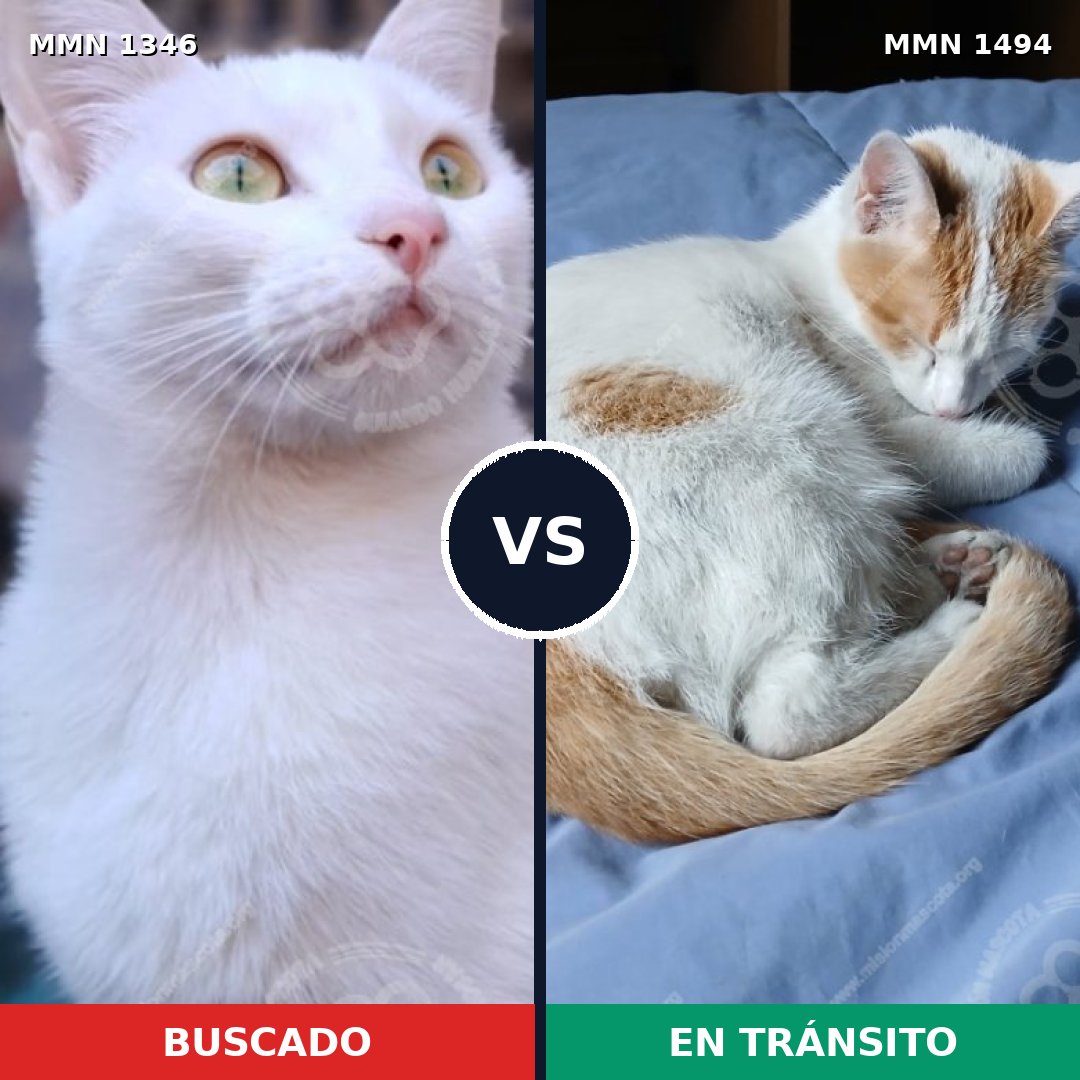 Comparativa MMS 26551: mascota perdida y mascota encontrada, 56% de similitud