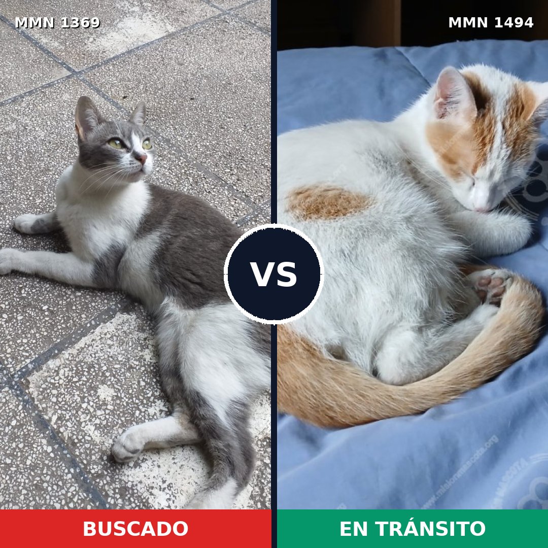 Comparativa MMS 26552: mascota perdida y mascota encontrada, 71% de similitud