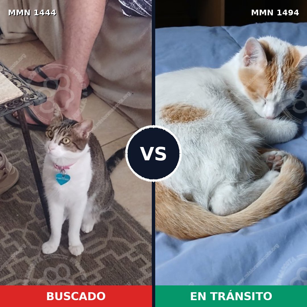 Comparativa MMS 26553: mascota perdida y mascota encontrada, 59% de similitud
