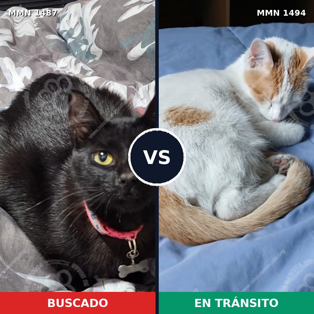 Comparativa MMS 26557: mascota perdida y mascota encontrada, 46% de similitud