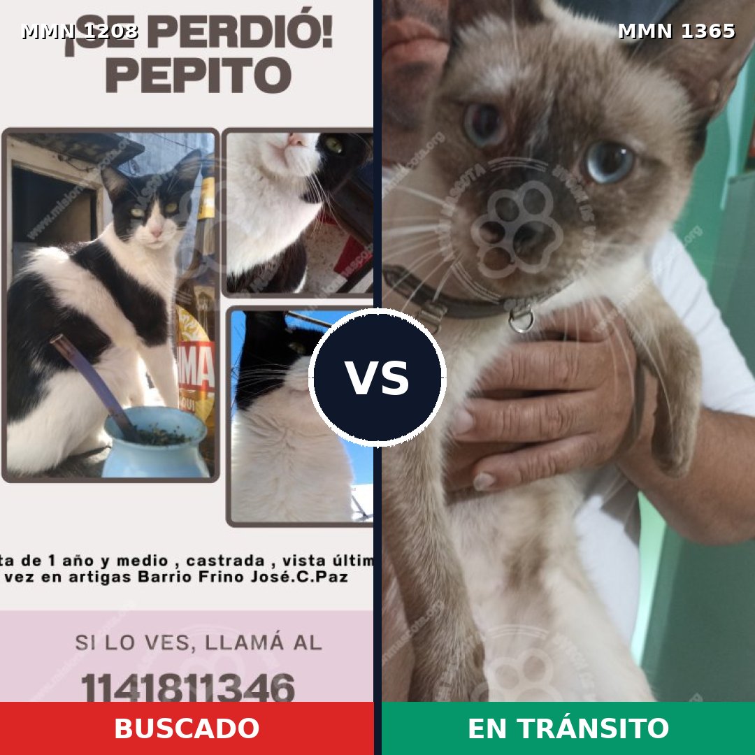 Comparativa MMS 26558: mascota perdida y mascota encontrada, 31% de similitud