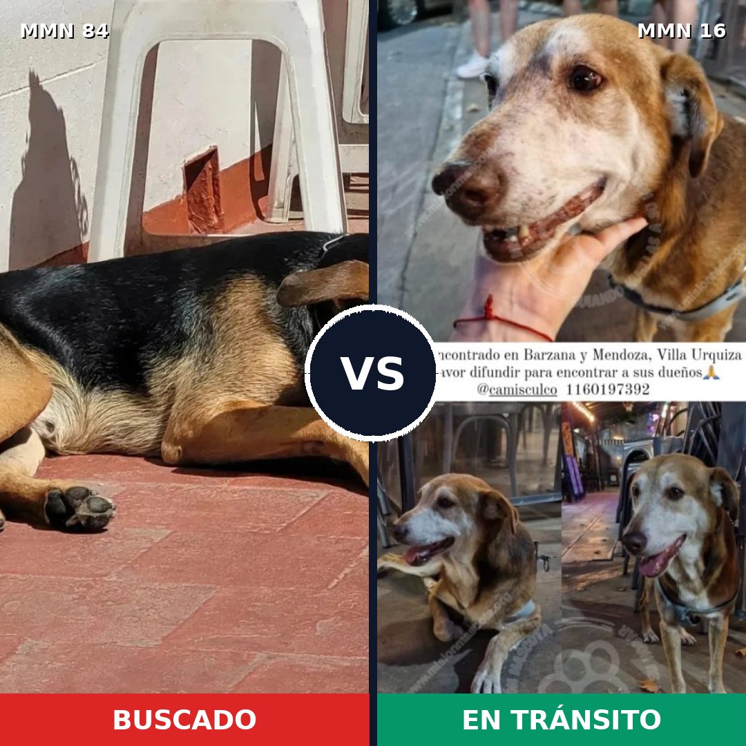 Comparativa MMS 2656: mascota perdida y mascota encontrada, 70% de similitud