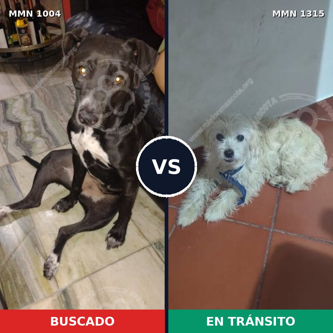 Comparativa MMS 26560: mascota perdida y mascota encontrada, 58% de similitud