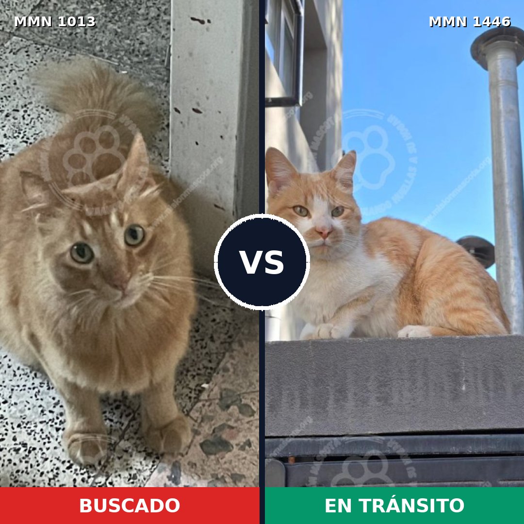 Comparativa MMS 26566: mascota perdida y mascota encontrada, 34% de similitud