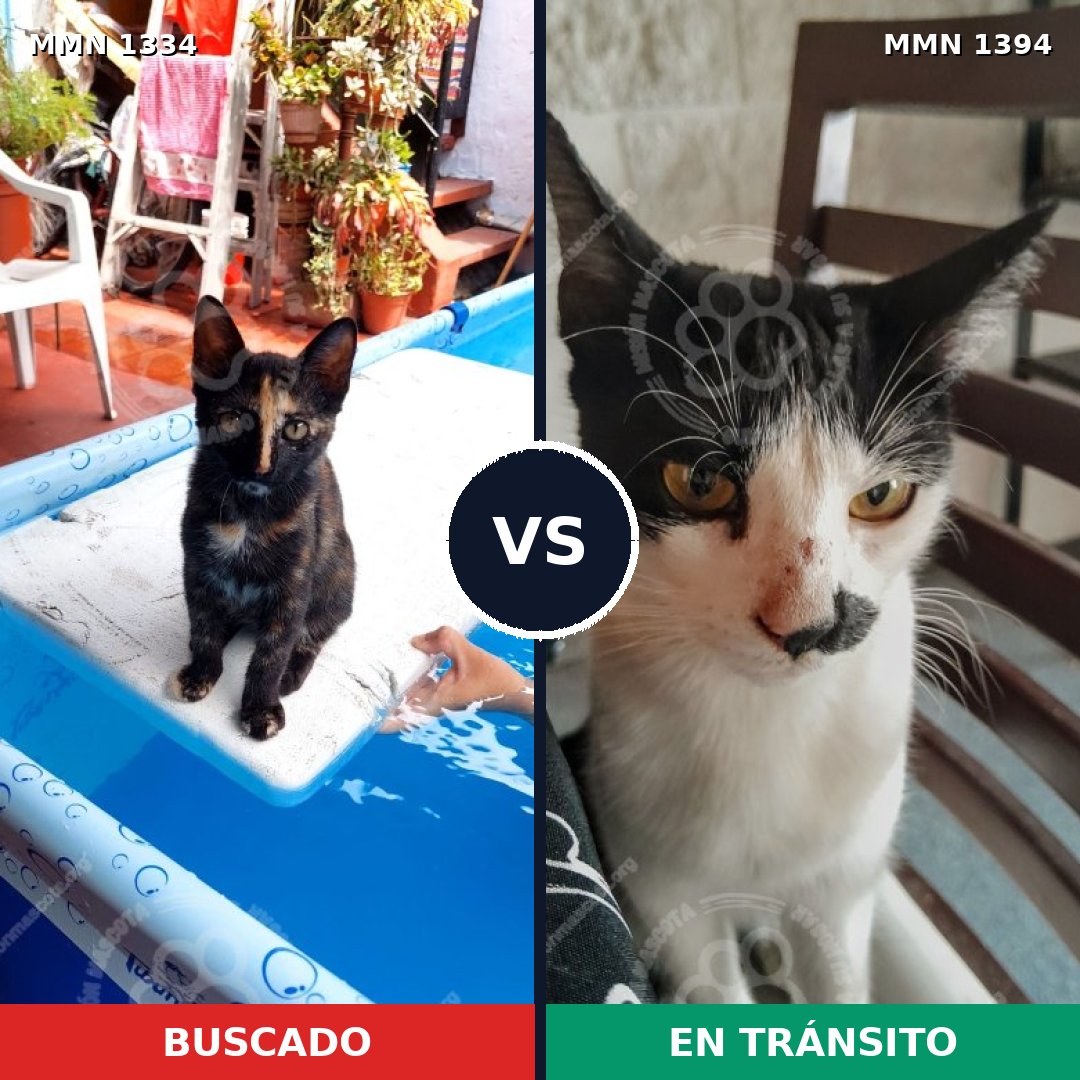 Comparativa MMS 26567: mascota perdida y mascota encontrada, 49% de similitud