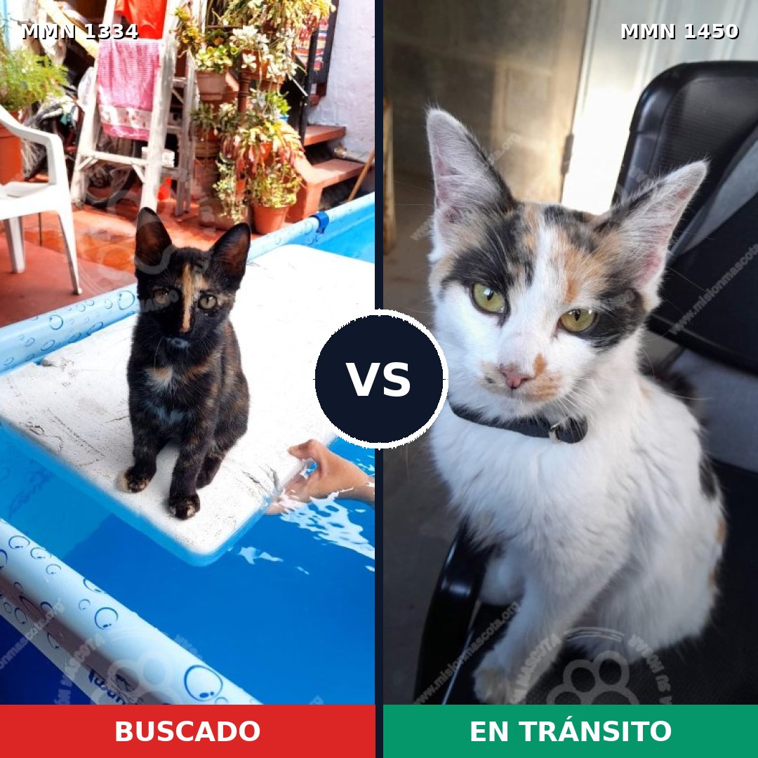 Comparativa MMS 26568: mascota perdida y mascota encontrada, 69% de similitud