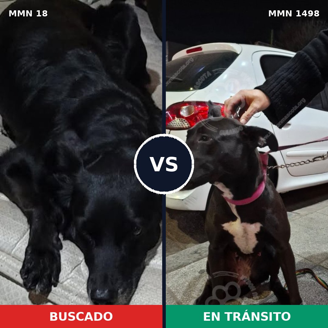 Comparativa MMS 26569: mascota perdida y mascota encontrada, 80% de similitud