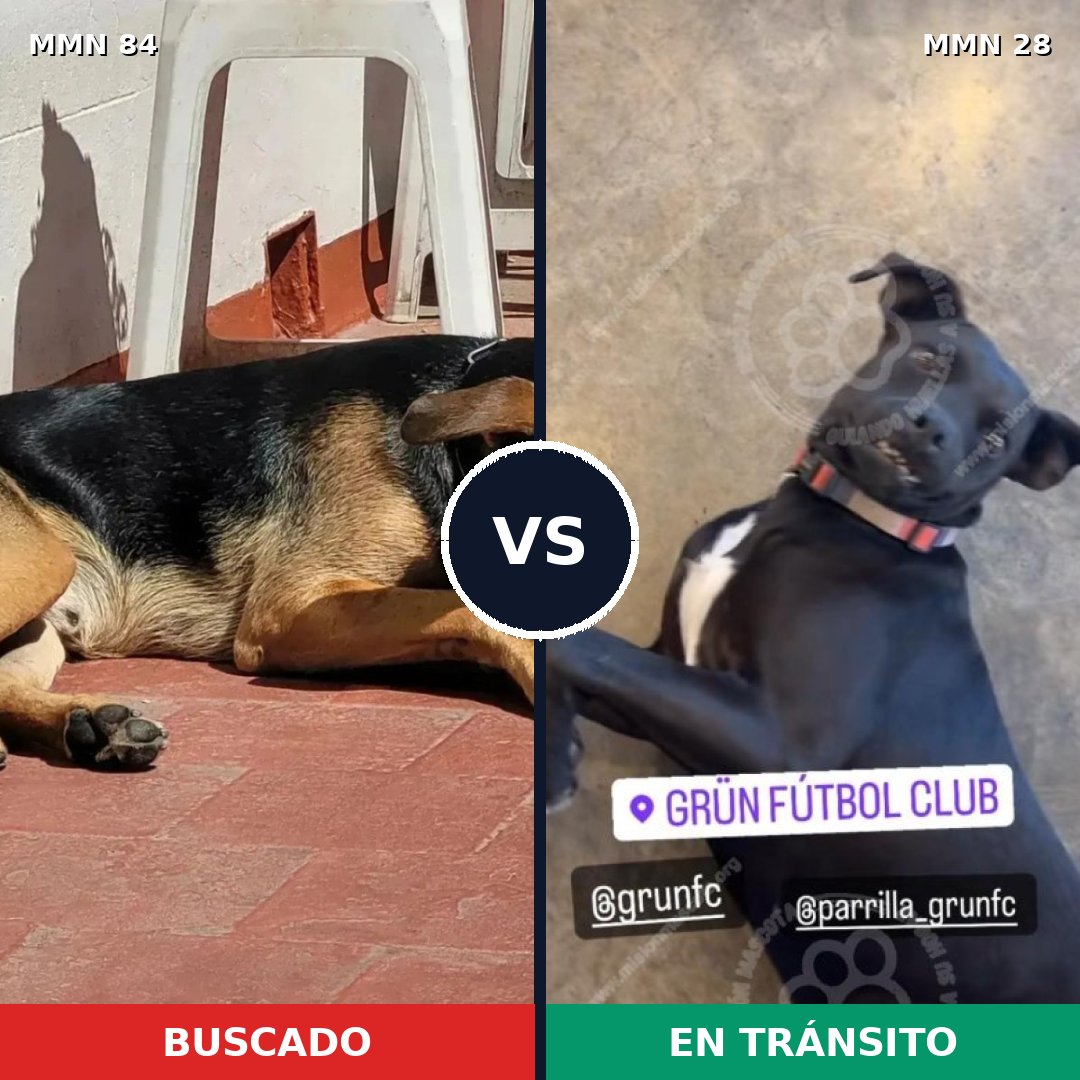Comparativa MMS 2657: mascota perdida y mascota encontrada, 76% de similitud