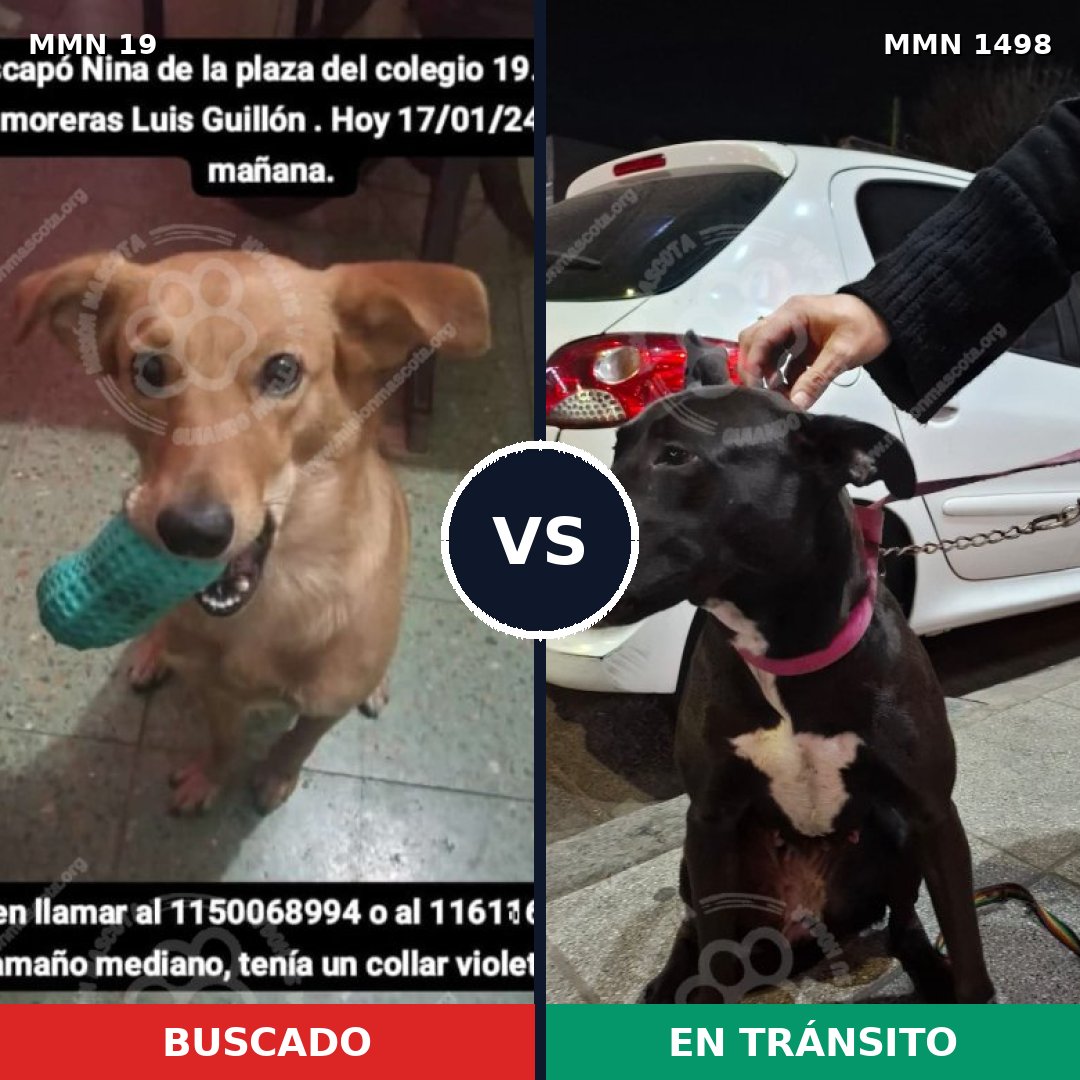 Comparativa MMS 26570: mascota perdida y mascota encontrada, 64% de similitud