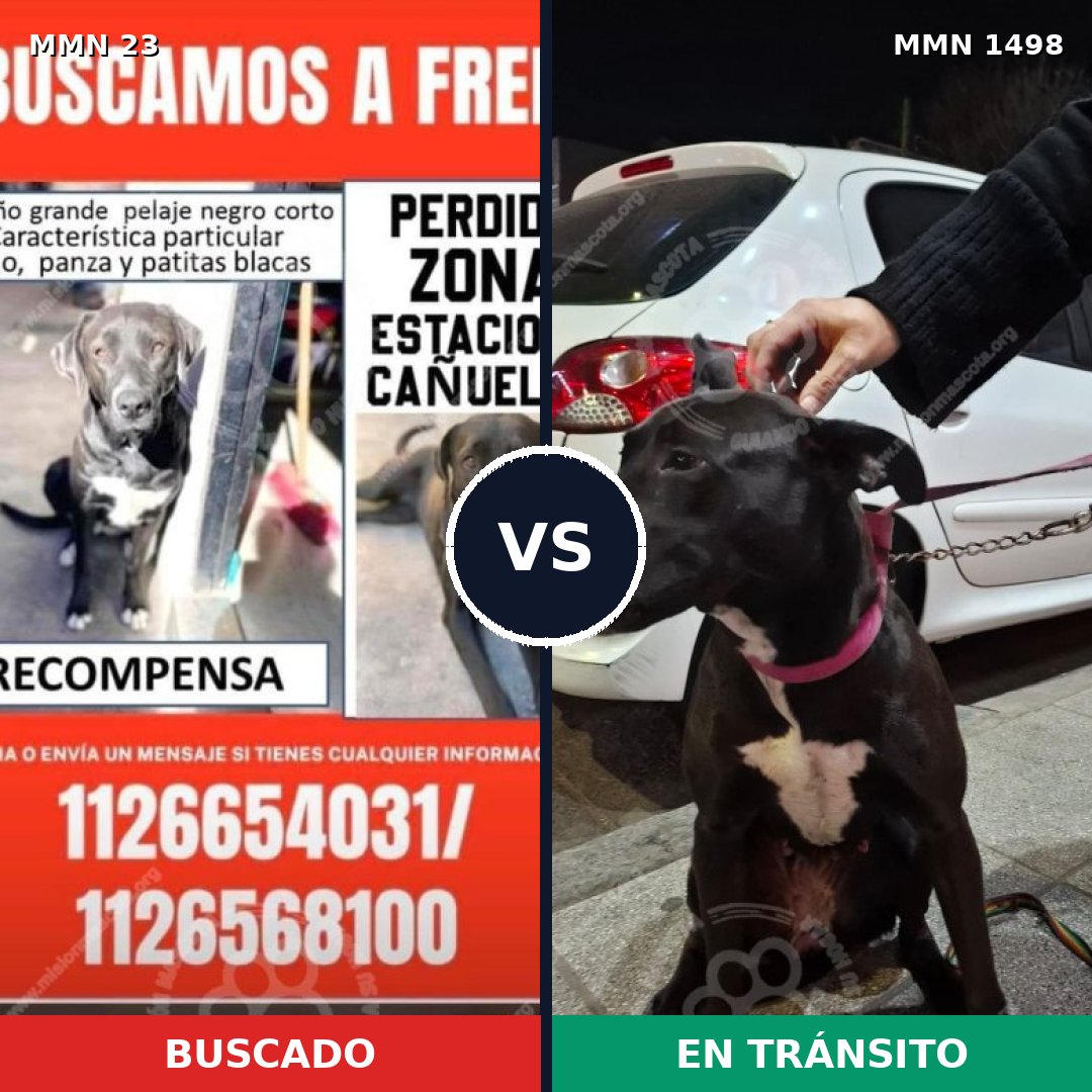 Comparativa MMS 26571: mascota perdida y mascota encontrada, 82% de similitud
