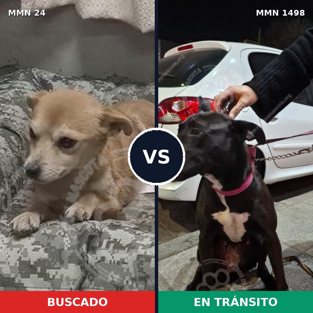 Comparativa MMS 26572: mascota perdida y mascota encontrada, 51% de similitud