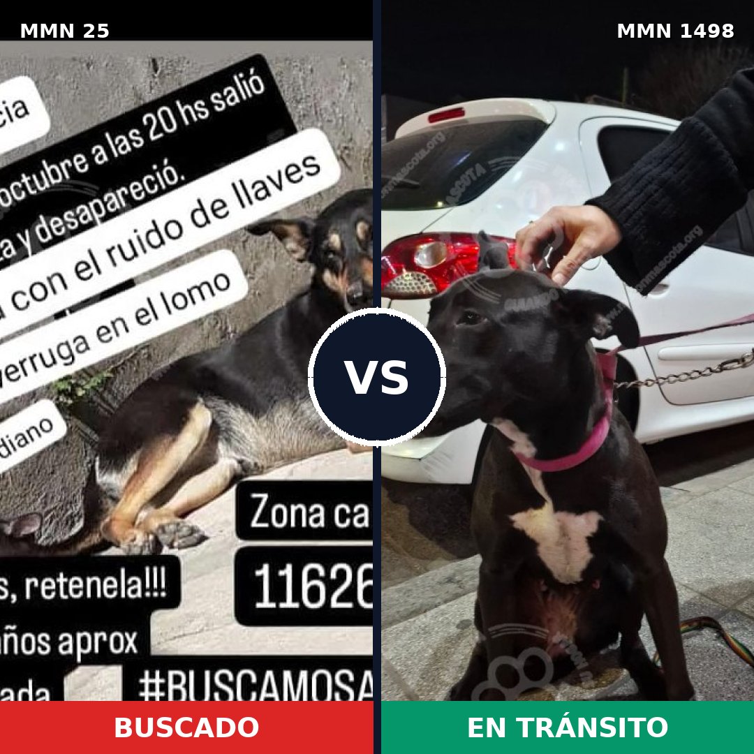 Comparativa MMS 26573: mascota perdida y mascota encontrada, 72% de similitud