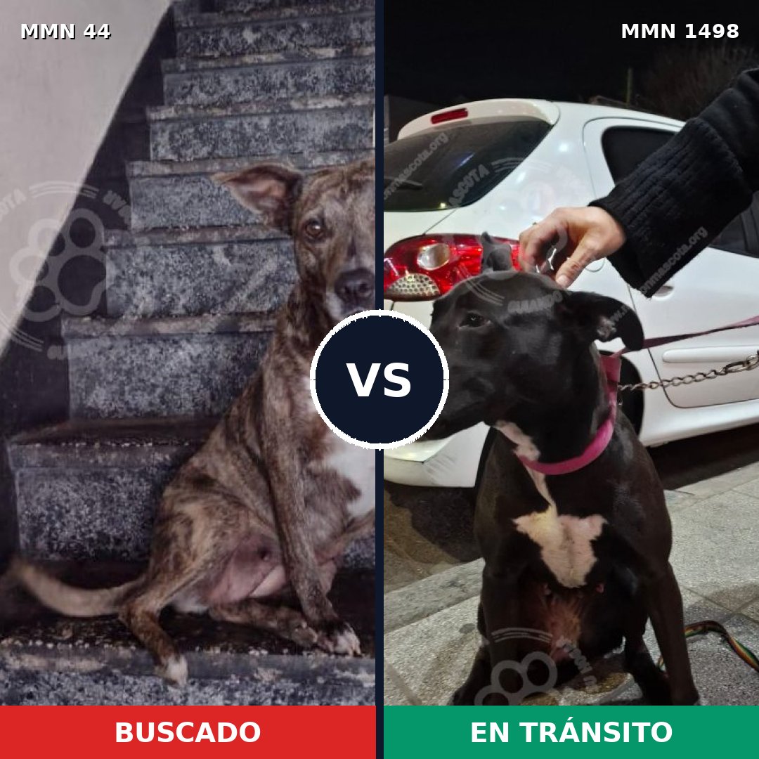 Comparativa MMS 26575: mascota perdida y mascota encontrada, 60% de similitud