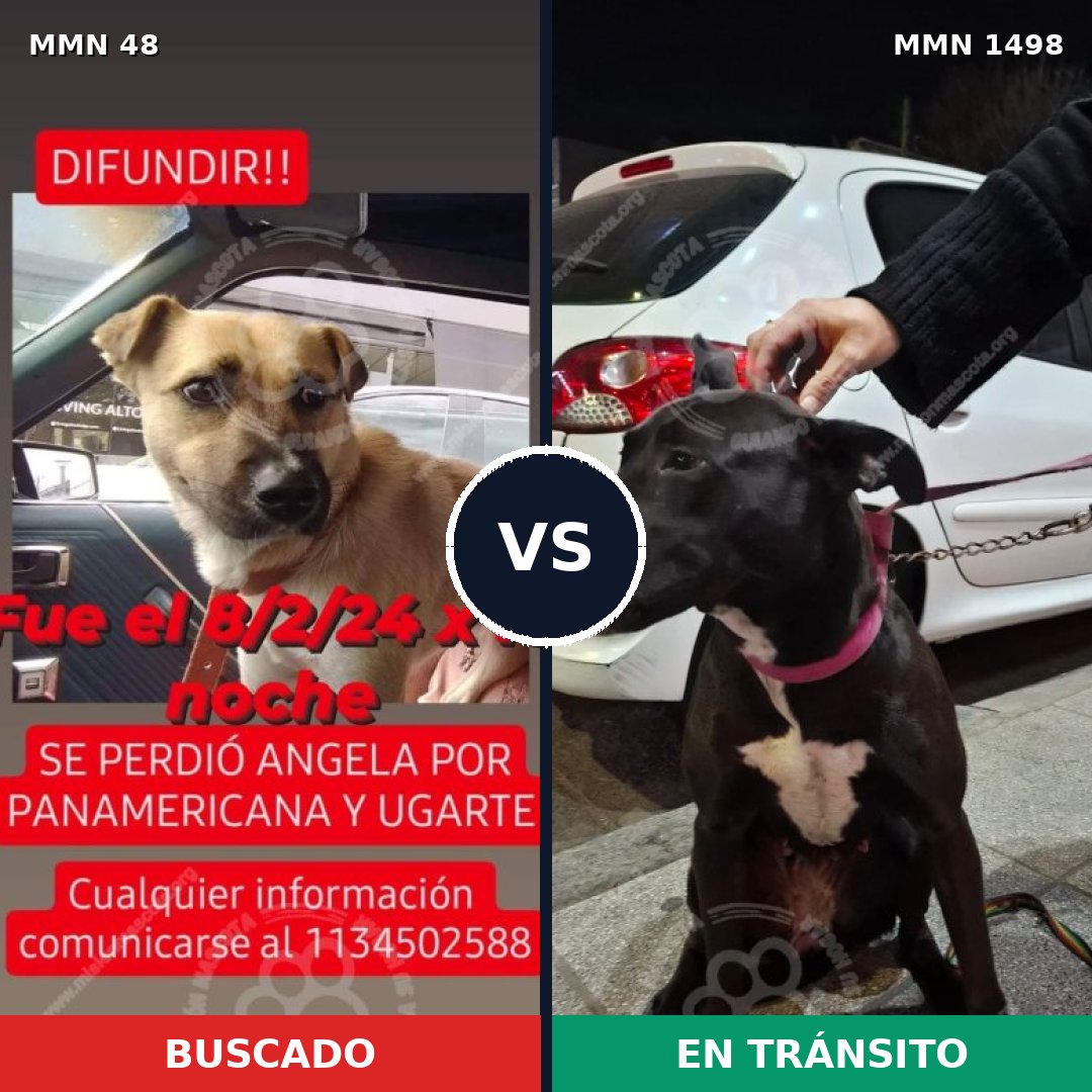 Comparativa MMS 26576: mascota perdida y mascota encontrada, 64% de similitud