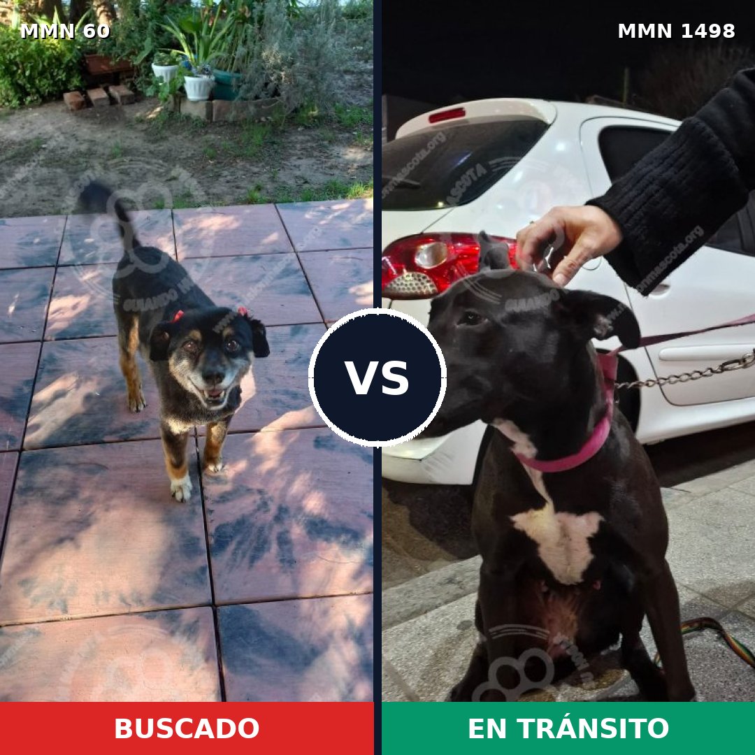 Comparativa MMS 26577: mascota perdida y mascota encontrada, 83% de similitud