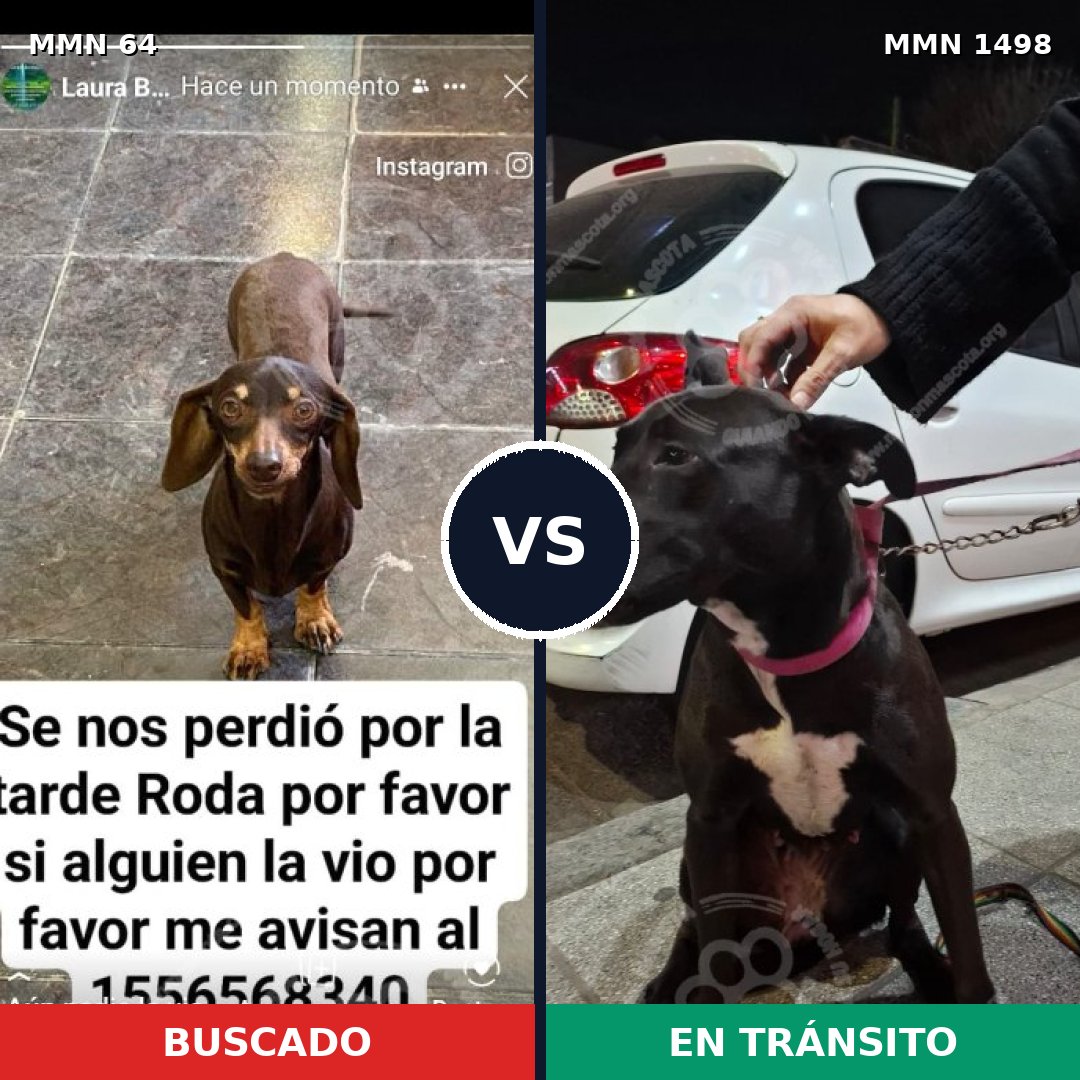 Comparativa MMS 26578: mascota perdida y mascota encontrada, 35% de similitud