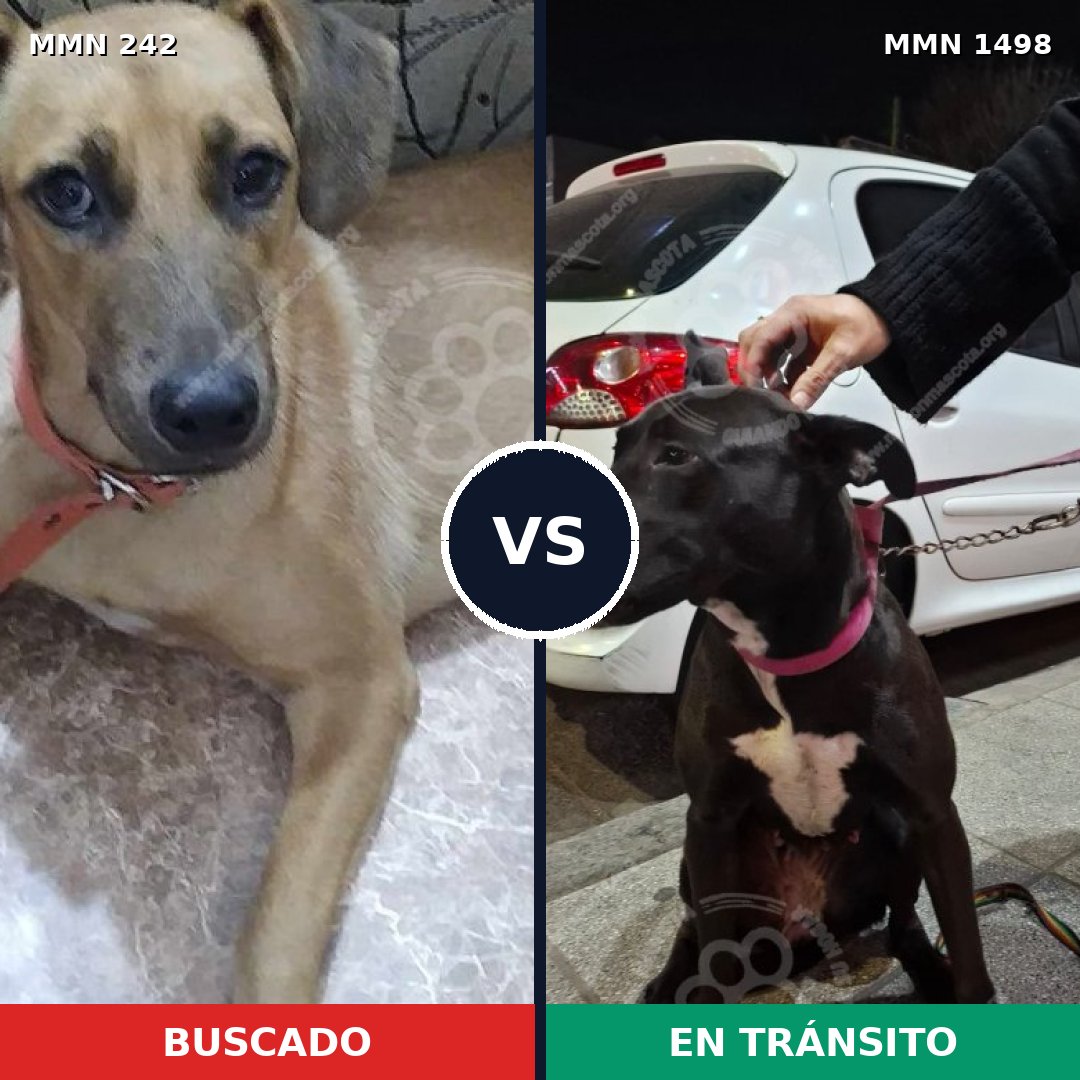 Comparativa MMS 26580: mascota perdida y mascota encontrada, 79% de similitud