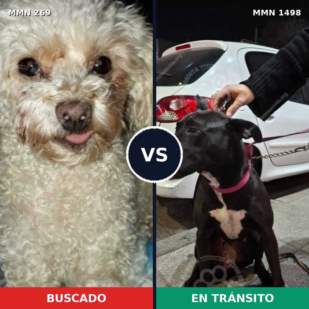 Comparativa MMS 26581: mascota perdida y mascota encontrada, 26% de similitud
