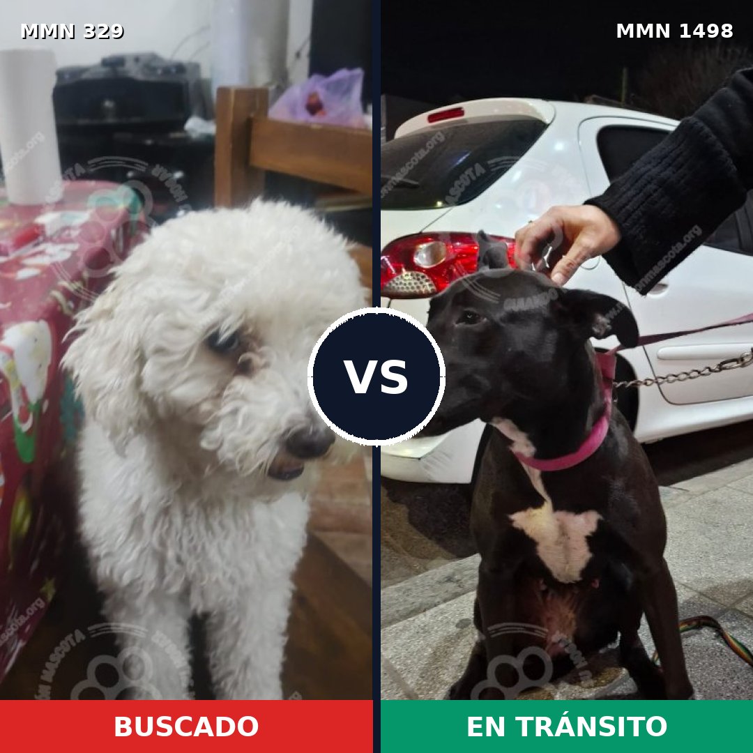 Comparativa MMS 26582: mascota perdida y mascota encontrada, 41% de similitud