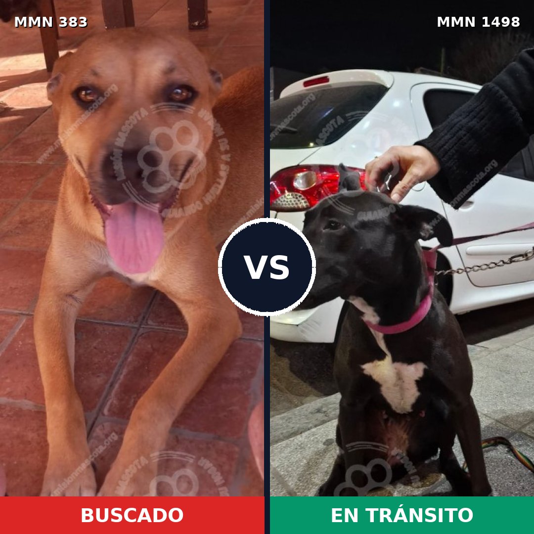Comparativa MMS 26583: mascota perdida y mascota encontrada, 50% de similitud