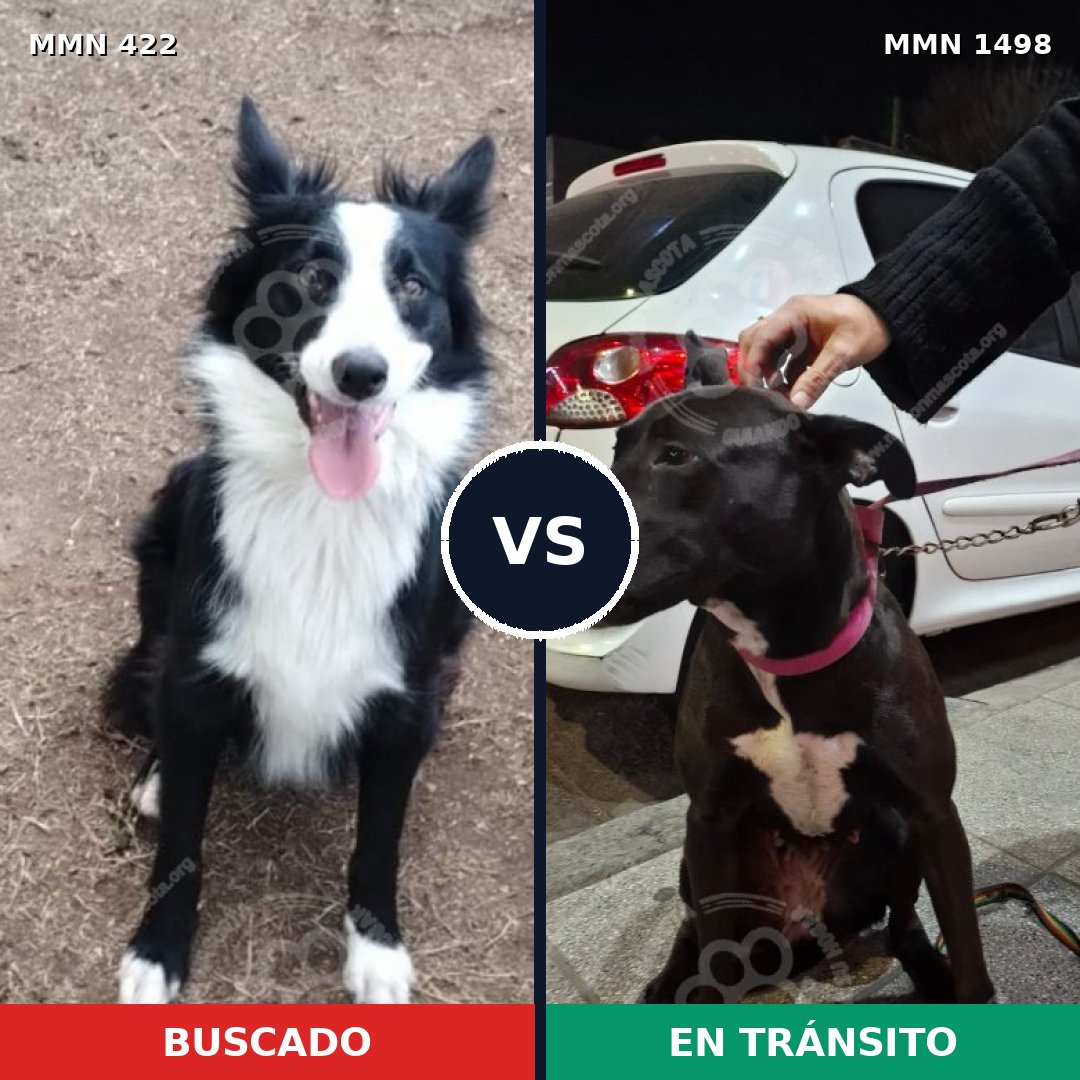 Comparativa MMS 26585: mascota perdida y mascota encontrada, 63% de similitud
