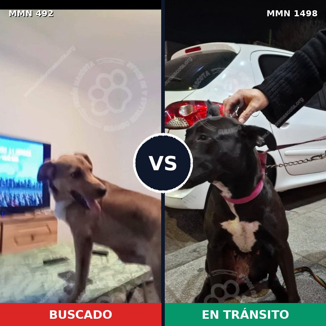 Comparativa MMS 26586: mascota perdida y mascota encontrada, 64% de similitud