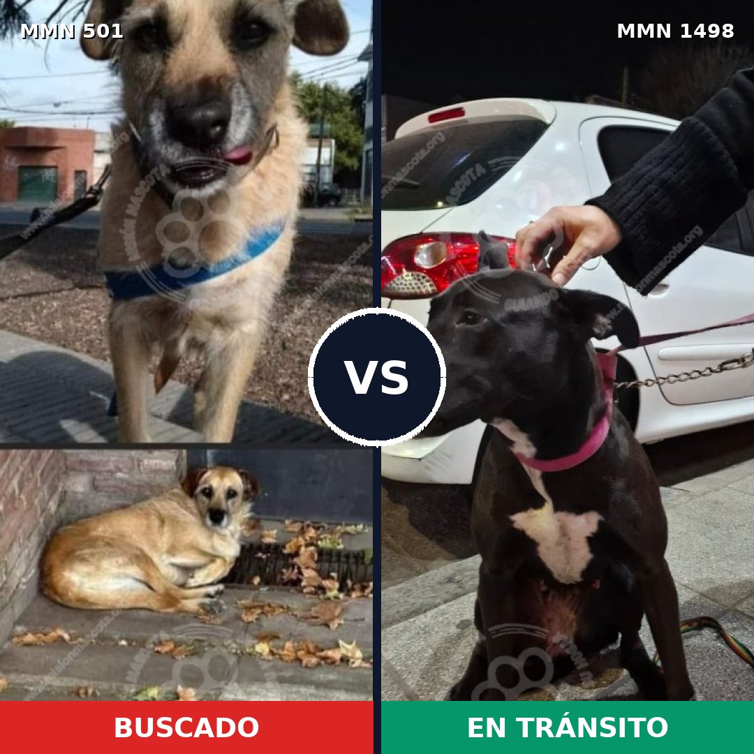 Comparativa MMS 26587: mascota perdida y mascota encontrada, 80% de similitud